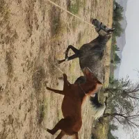 اسب کرد و کره کرد کره ۶ ماهه