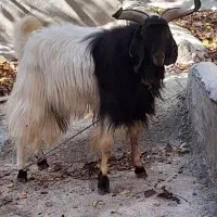 بز نر پاکستانی نژاد دار