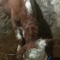 فروش کوساله سیمینتال درجه یک|حیوانات مزرعه|هیر, |دیوار