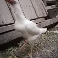 خروس و مرغ اصیل لاری|حیوانات مزرعه|قاسم‌آباد (خواف), |دیوار