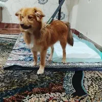 واگذاری رایگان