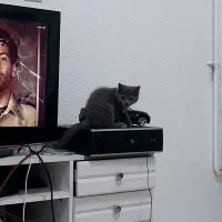 گربه طوسی اصیل|گربه|آمل, |دیوار