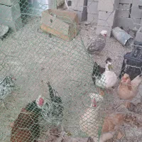 اردک ماده.مهران