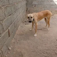 توله افغان 8ماهه