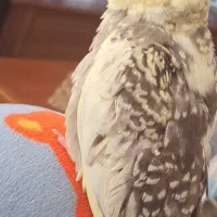 تعدادی عروس هلندی یک تا چهارماه دانخور|پرنده|رضوانشهر, |دیوار