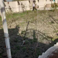 کارگر بیل زنی باغ و باغبانی|خدمات باغبانی و درختکاری|ارومیه, |دیوار