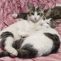 گربه|گربه|سراب, |دیوار