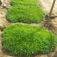 شتیل گوجه فرنگی