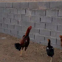 خروس لاری.  بشرط نسل.|حیوانات مزرعه|تربت جام, کشتارگاه|دیوار