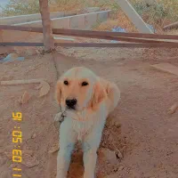 سگ گلدن رتریور پیت بول