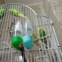 پرنده مرغ عشق|پرنده|گرگان, |دیوار