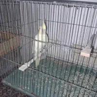 عروسهلندیمامونیه|پرنده|زرندیه, |دیوار