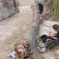 خریدار چوب