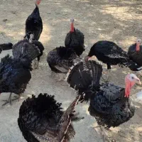 فروش بوقلمون محلی