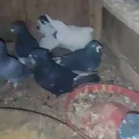 ت تعدادی کبوتر در یک و خوب|پرنده|صدرا-فارس, فاز ۱|دیوار