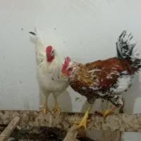 دو عدد خروس بومی