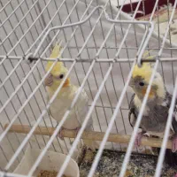 دو عدد عروس هلندی نر کاملا دستی