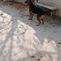 سگ ژرمن شپر پا خرگوشی