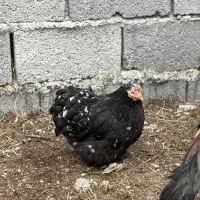 مرغ سلطان و کوشین و جاپنیز