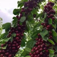 کود ارگانیک و طبیعی برای باردهی بیشتر گیاهان