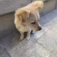 توله سگ اشپیتز