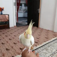 عروس هلندی دستی|پرنده|تربت جام, شاهد|دیوار