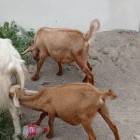 بز آلپاین ماده 5ماهه