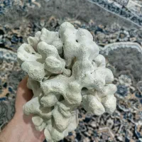 مرجان دریایی ، دکوری زیبا ، آکواریوم