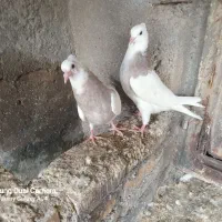 معاوضه نیستم