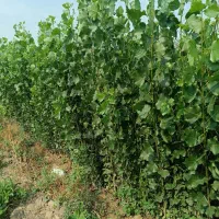 پسته پایه بادامی و بنه منناسب دین و خاک شور|خدمات باغبانی و درختکاری|تهران, امیریه|دیوار