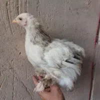 مرغ و خروس برهما