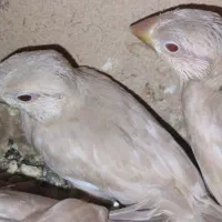 فنچ نرگسی شکلاتی مولد با ۳ جوجه