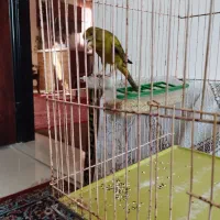 قناریسبز|پرنده|شیراز, شهرک صادقیه|دیوار