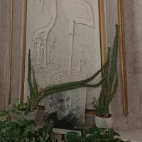 گل فردوس دومتری و کاکتوس|گل و گیاه طبیعی|مشهد, بهاران|دیوار