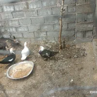 اردک  پرنده حیوان|حیوانات مزرعه|لاهیجان, قیام|دیوار