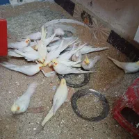 عروس هلندی البینو|پرنده|گرگان, |دیوار