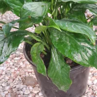 گلسرای پارین|گل و گیاه طبیعی|آستارا, |دیوار