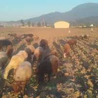 ۲۰عدد گوسفند