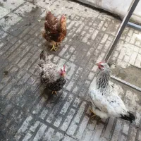 12عدد مرغ تخم گذار