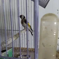 فقط معاوضه با دوبر نر|پرنده|اردبیل, |دیوار