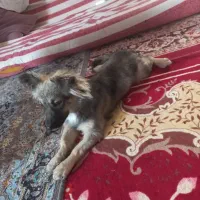 اشپیتز آلمانی|سگ|بندرعباس, |دیوار