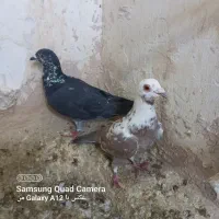 کبوتر پرشی و جفتگاه عطیقه|پرنده|اسفراین, |دیوار