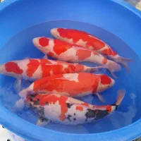 ماهی کوی اعلا کلکسیونی سایز رنگ نژاد مختلف استخر