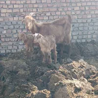 بز بزغاله|حیوانات مزرعه|رامند, |دیوار