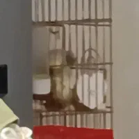 عروس هلندی جفت مولد