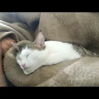 بچه گربه|گربه|زاهدان, |دیوار