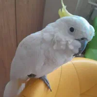 طوطی کاکادو گمشده به قیمت بازار میخرم