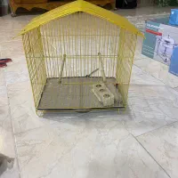 قفس تازه|پرنده|اردبیل, |دیوار