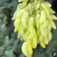 فقط ارقام برتر جهان