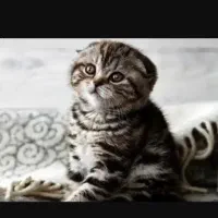 گربه اسکاتیش فولد